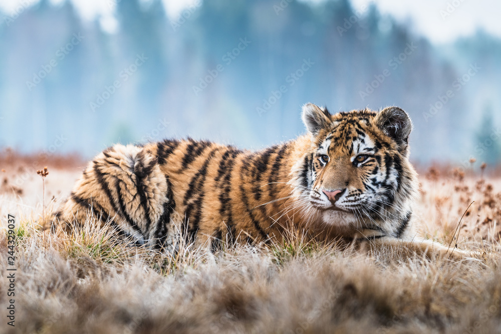 Obraz premium Siberian Tiger running. Beautiful, dynamic and powerful photo of this majestic animal. Set in environment typical for this amazing animal. Birches and meadows