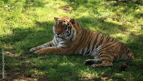 Tigre du bengale couché