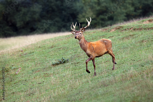 The red deer  Cervus elaphus   Adult male on the edge of a forest.