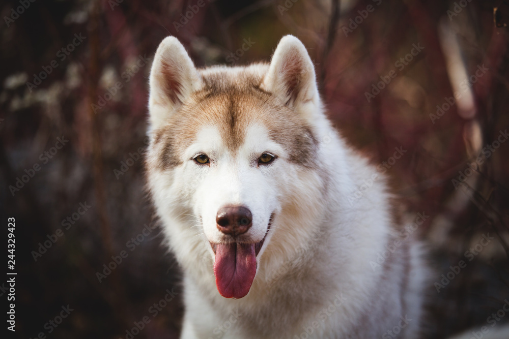 Gorgeous Beige Siberian Husky in fall season on a forest background.