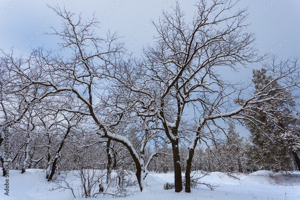 winter forest in a snow, closeup oak tree on the forest glade winter forest in a snow, closeup oak tree on the forest glade