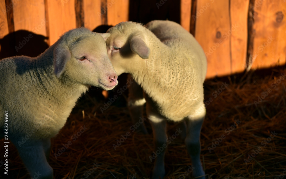 Obraz premium süßes junges lamm im Schafstall