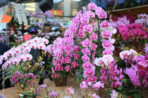 Wallpaper Mural orchid are on sale in the CNY flower market  Torontodigital.ca