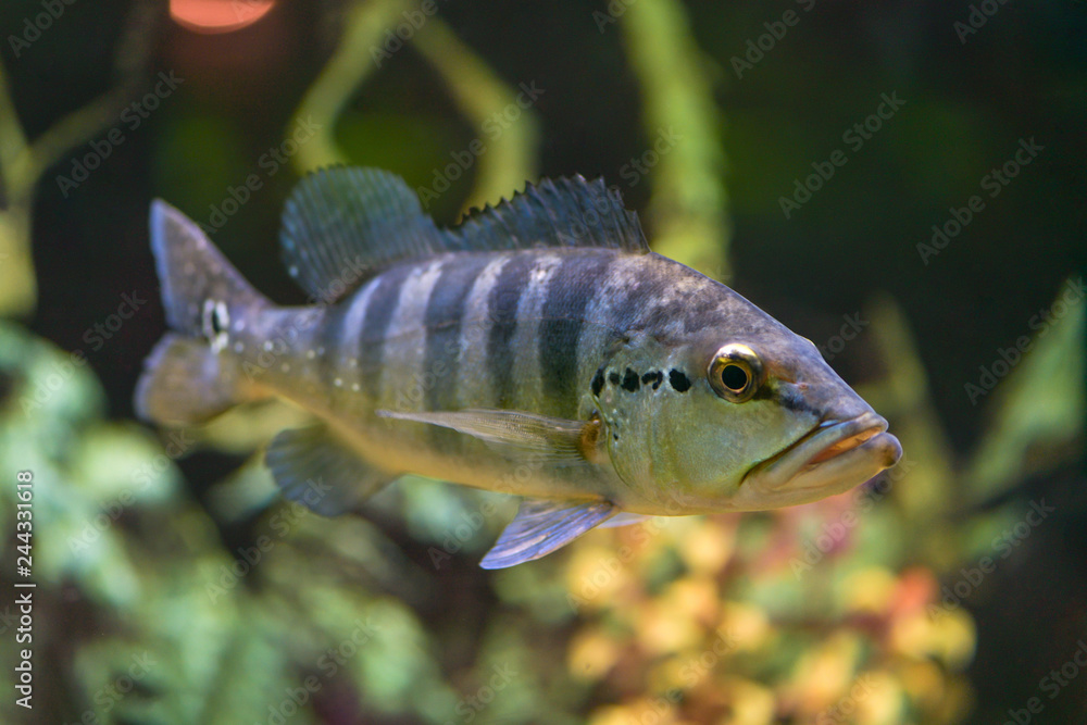 Big fish Cichla Azul swims in a transparent aquarium. Horizontal photography Big fish Cichla Azul swims in a transparent aquarium. Horizontal photography