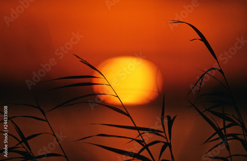 Common reeds (Phragmites australis) against setting sun.