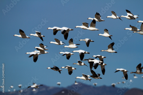 A flock of migrating snow geese fill the blue skies of New Mexico.