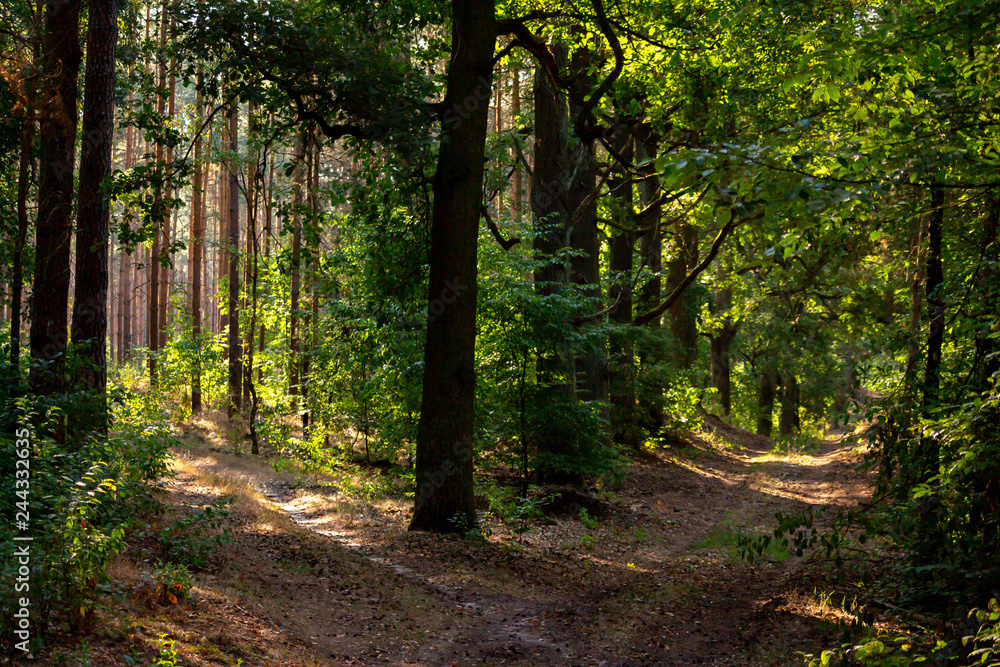 Weggabelung im Wald Weggabelung im Wald