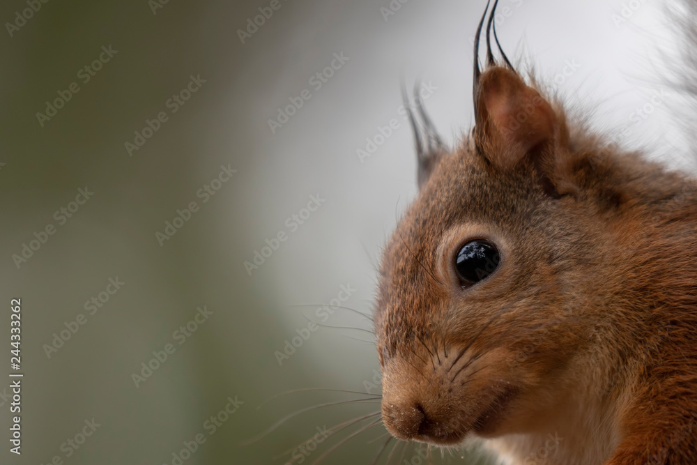 red squirrel, Sciurus vulgaris close up detail of face, eyes and head during a cold winters morning in scotland. red squirrel, Sciurus vulgaris close up detail of face, eyes and head during a cold winters morning in scotland.