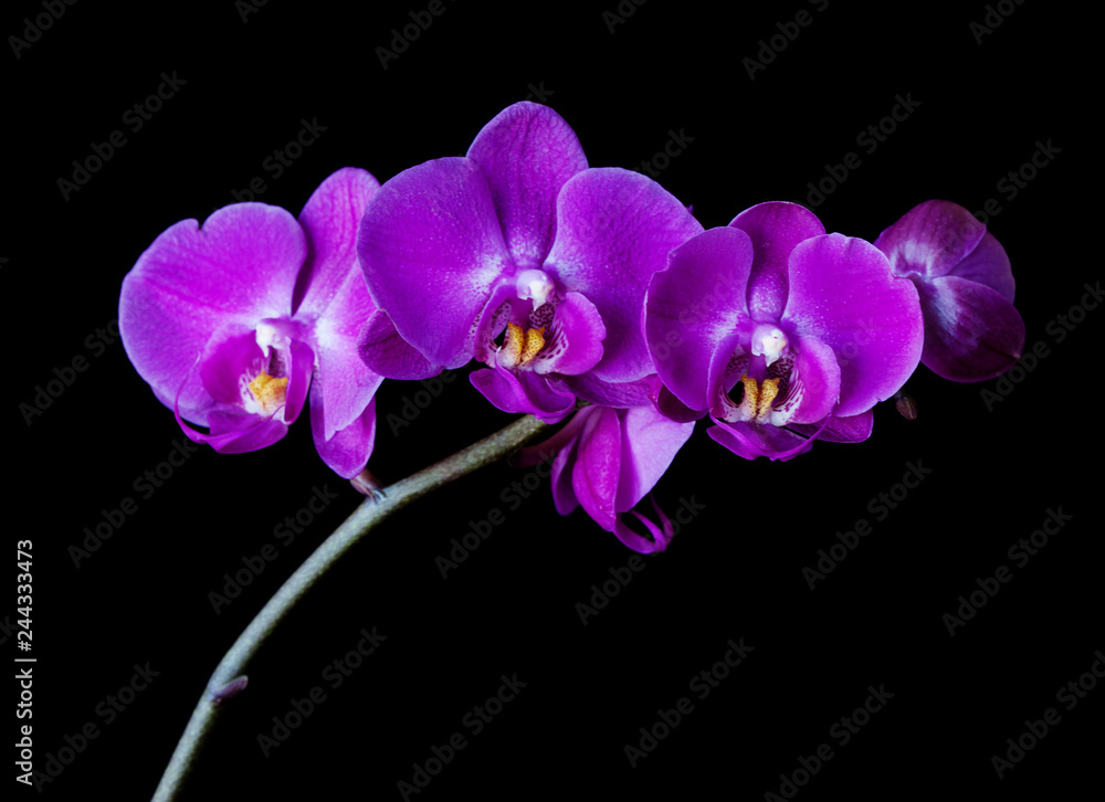 Fototapeta premium Purple-pink moth orchid on black background