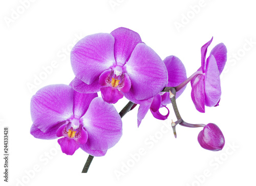 Purple-pink moth orchid on white background