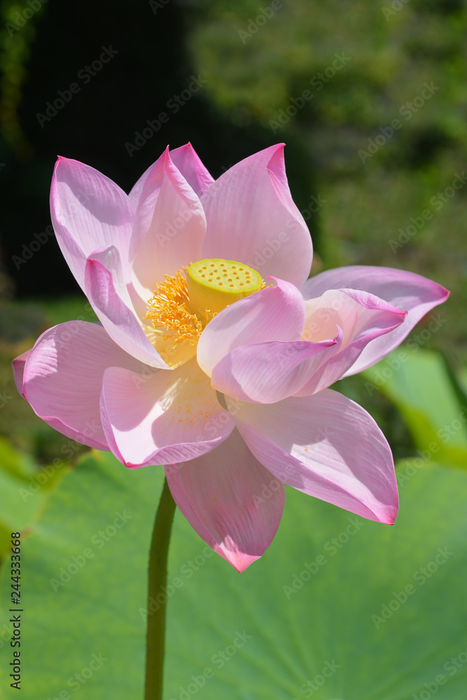 Fototapeta premium Sacred lotus