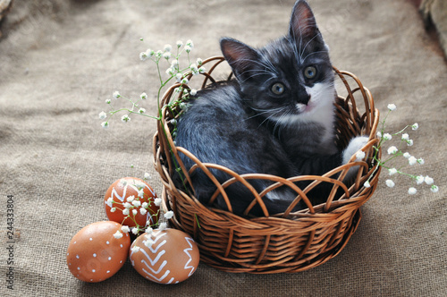 Cute grey little kitten in a wicker basket and Easter eggs of natural red color with a graphic pattern of white paint in a cardboard tray on a retro burlap background.