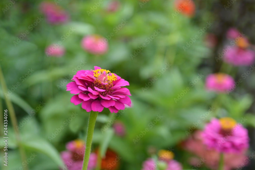 Common zinnia Common zinnia