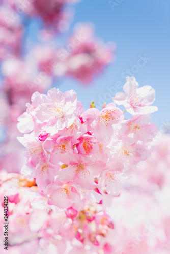 河津桜と青空