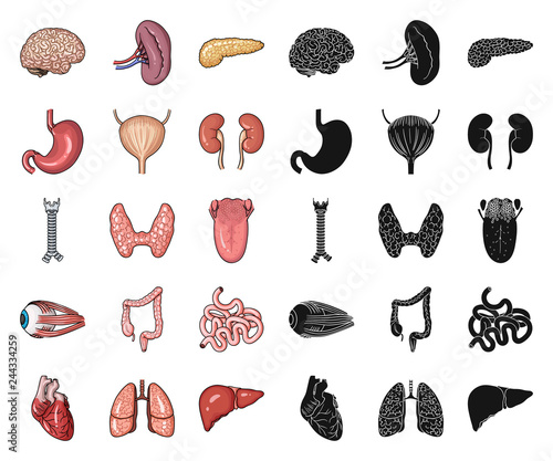 Human organs cartoon,black icons in set collection for design. Anatomy and internal organs vector symbol stock web illustration.