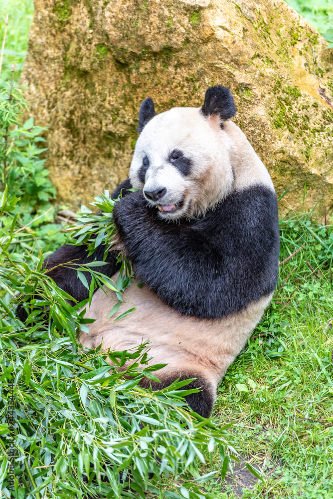 Fototapeta premium Panda bear is eating bambu