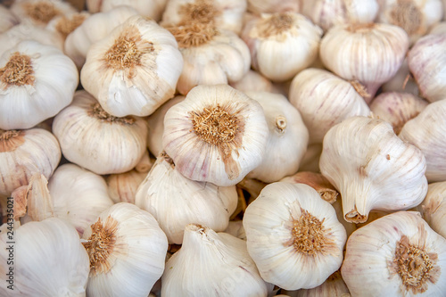 Fresh garlic on a closeup photo. Vitamin healthy food spice image. Spicy culinary ingredient. A bunch of white garlic heads. Top view of a bunch of white heads of garlic
