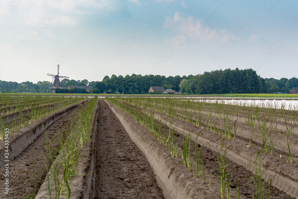 Obraz premium Dutch white gold vegetable, growing green asparagus plants after seasonal harvesting of white asparagus and removing of sun lights protector from plastic film