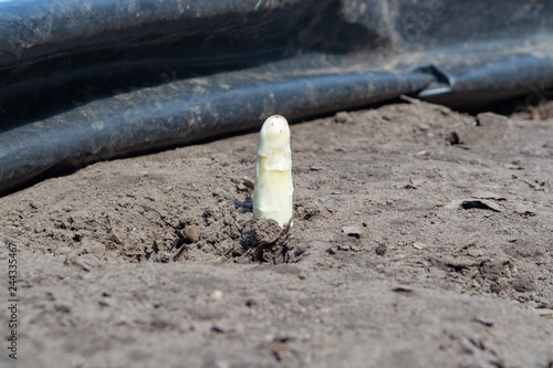 Dutch white gold vegetable, harvesting of white asparagus from fields covered with plastic film