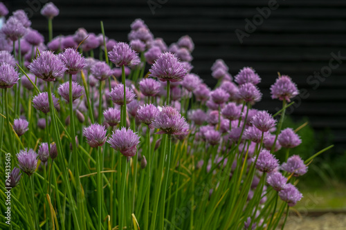 Summer blossom of chives allium plant in vegetables garden