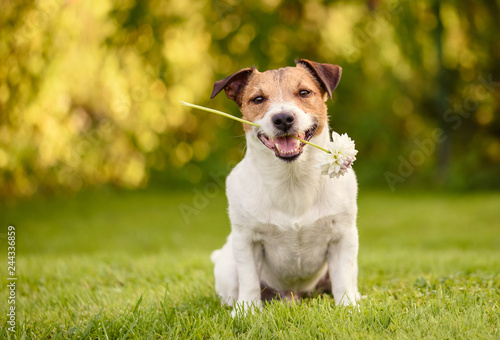 Valentines day greeting card with happy dog holding white flower in mouth