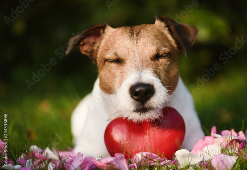 Concept of love with dog, red heart and rose petals on grass