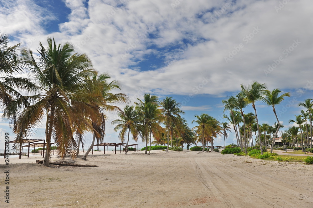 Palm trees, sea, beach.