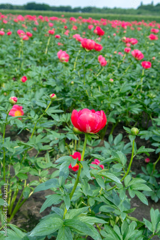 Colorful field with seasonal blossom of big pink peony roses flowers, countryside landscape, Dutch flowers Colorful field with seasonal blossom of big pink peony roses flowers, countryside landscape, Dutch flowers