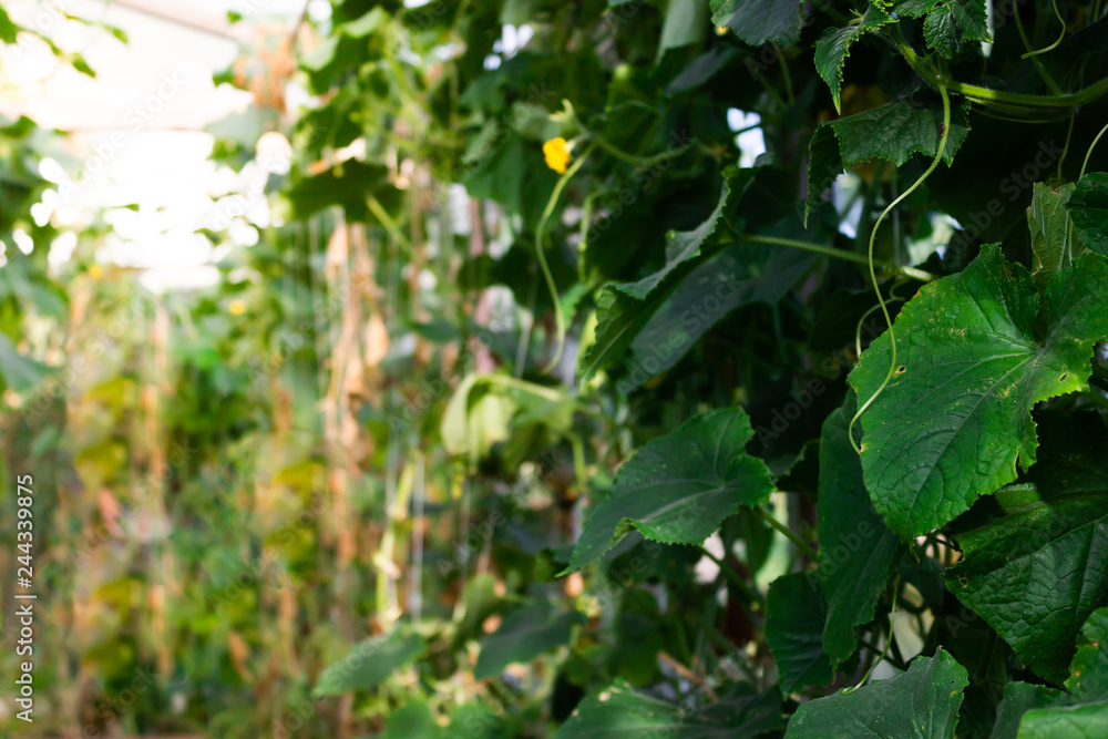 Fresh shoots of cucumber grow in greenhouse. Gardening for growing vegetables, farmer grows cucumbers. Food for vegetarians.