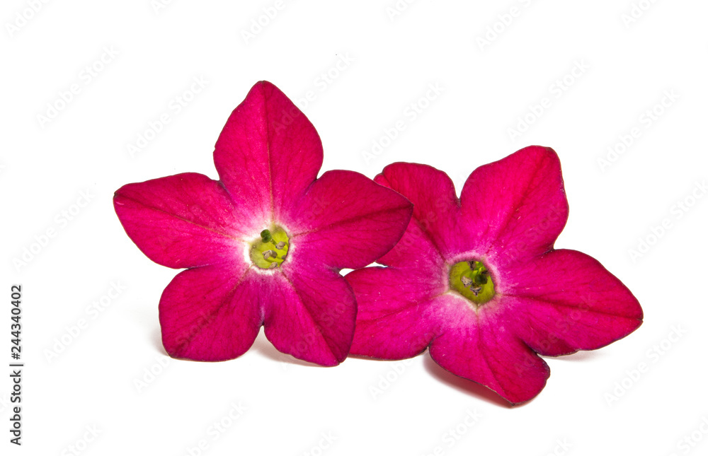 Fototapeta premium fragrant tobacco flowers