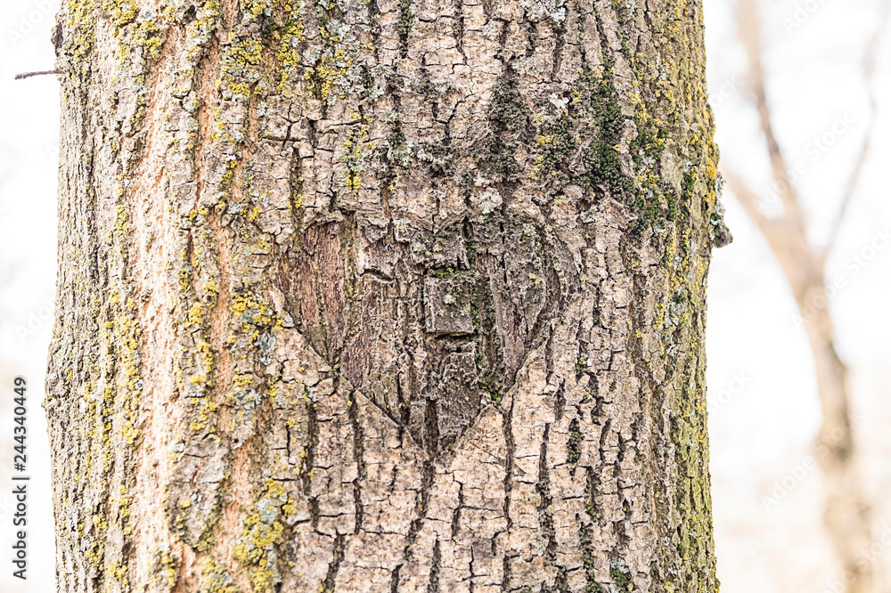 Fototapeta premium Heart carved on the bark of a tree. Great, interesting background. The tree is old, covered with moss.