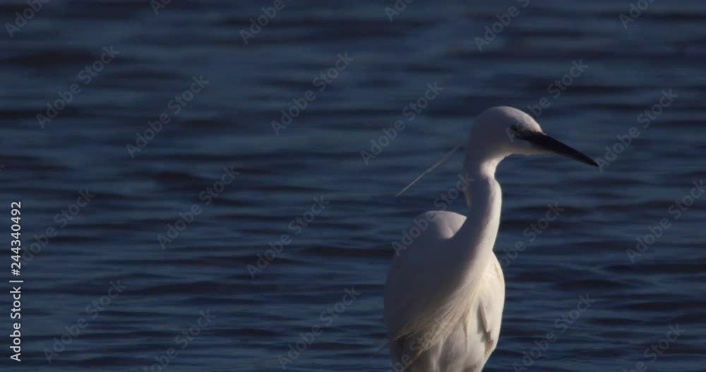 Beautiful white Little Egret wading bird slow motion Beautiful white Little Egret wading bird slow motion
