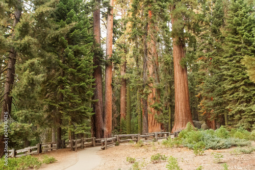 Sunset in Sequoia national park in California, USA