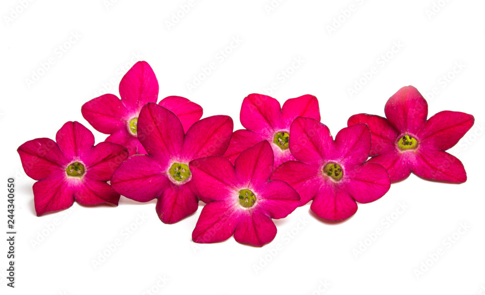 Obraz premium fragrant tobacco flowers