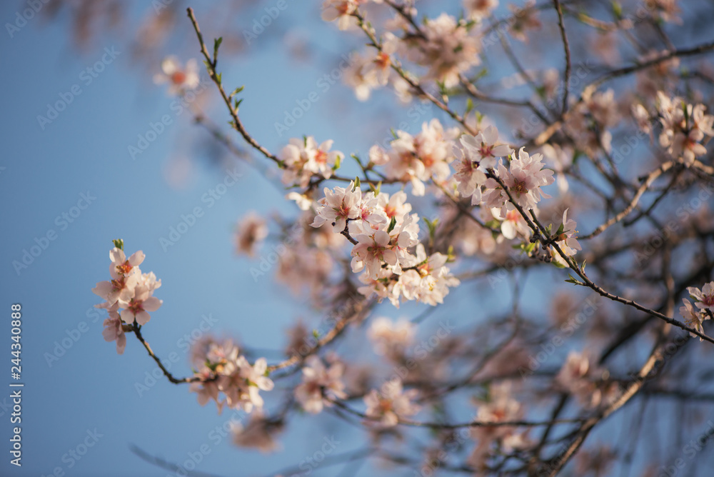 Almond in bloom Almond in bloom