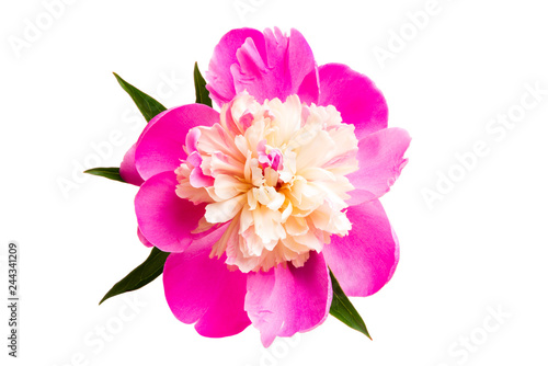 Peony isolated