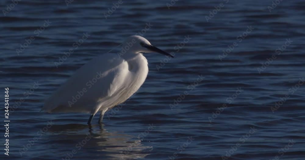 Beautiful white Little Egret wading bird standing still slow motion Beautiful white Little Egret wading bird standing still slow motion