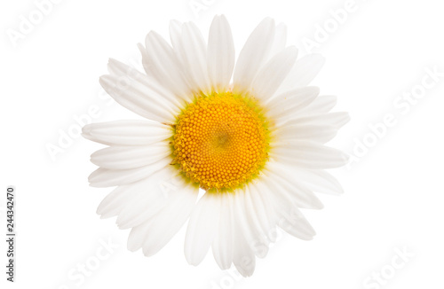 Fototapeta Naklejka Na Ścianę i Meble -  white daisy isolated