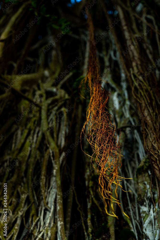 up close mangrove roots hanging up close mangrove roots hanging