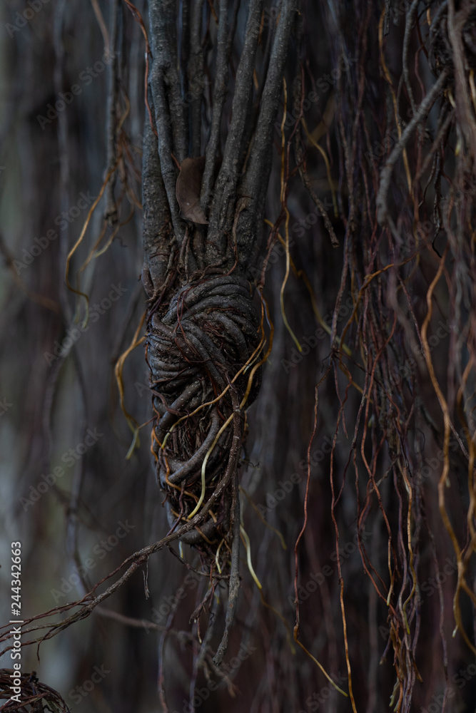 hanging mangrove tree roots hanging mangrove tree roots
