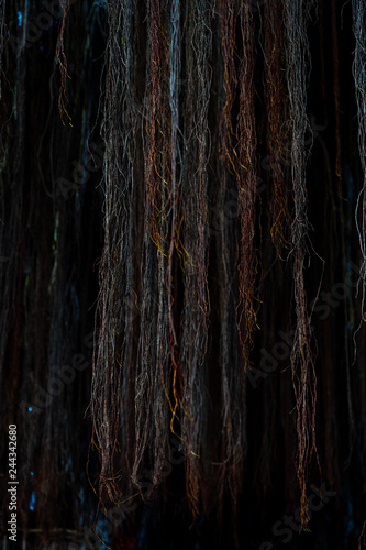 old wood texture of bark of a tree