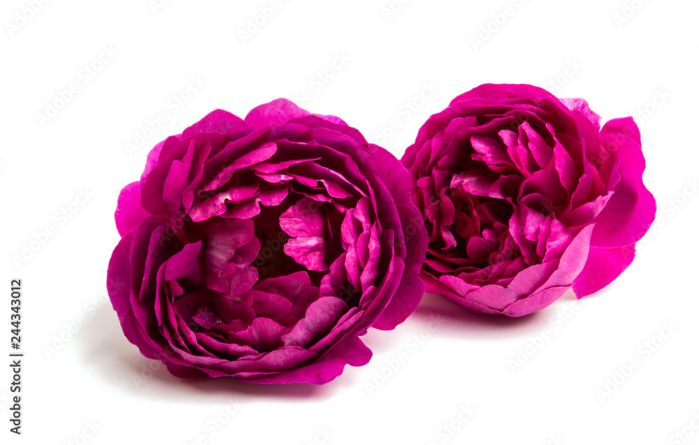Fototapeta premium Peony isolated