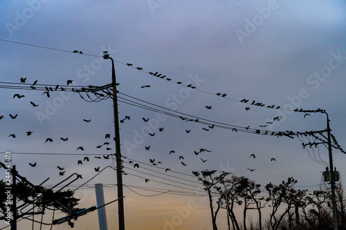 Birds at Dusk
