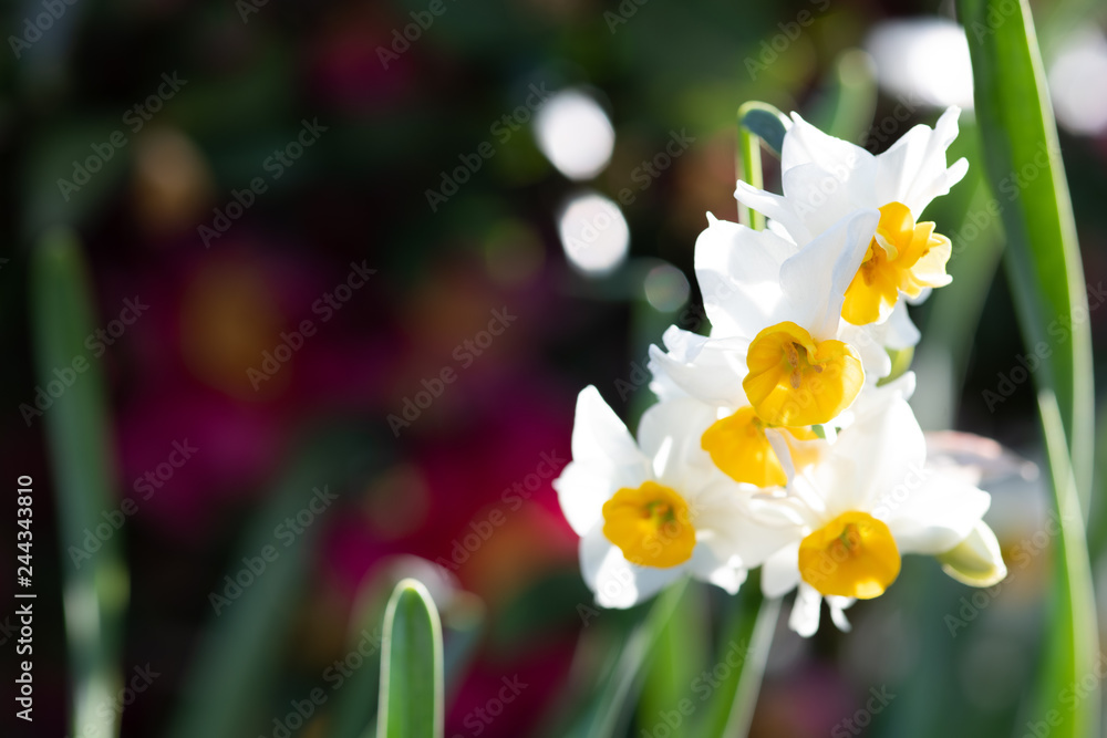 白いラッバズイセンの花