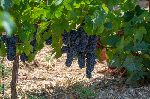 French red  AOC wine grapes plant, new harvest of wine grape in France, Vaucluse, Gigondas domain or chateau vineyard Dentelles de Montmirail photo