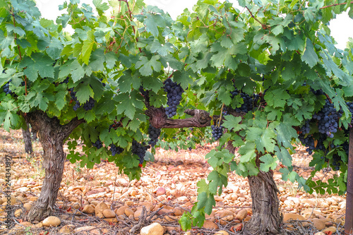 French red and rose wine grapes plant, first new harvest of wine grape in France, Costieres de Nimes AOP domain or chateau vineyard close up photo