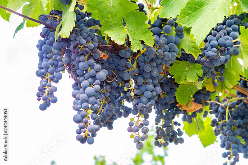 French red and rose wine grapes plant, first new harvest of wine grape in France, Costieres de Nimes AOP domain or chateau vineyard close up photo