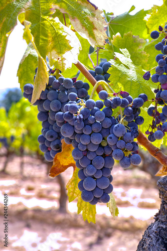 French red and rose wine grapes plant, growing on ochre mineral soil, new harvest of wine grape in France, Vaucluse Luberon AOP domain or chateau vineyard close up photo