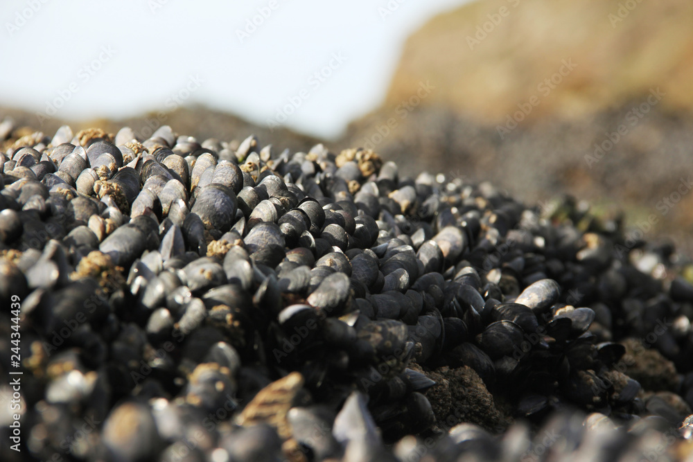 Fresh mussels formation on a rock on the beach at the Atlantic ocean at the low tide. Fresh mussels formation on a rock on the beach at the Atlantic ocean at the low tide.