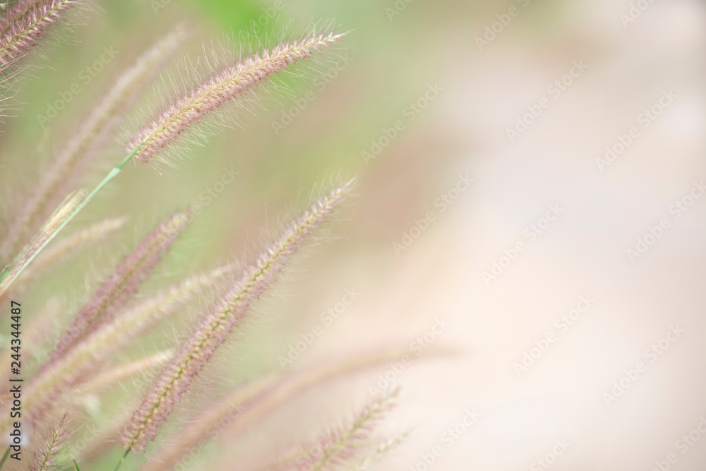 Grass flower with blurred background.Memory concept. Grass flower with blurred background.Memory concept.